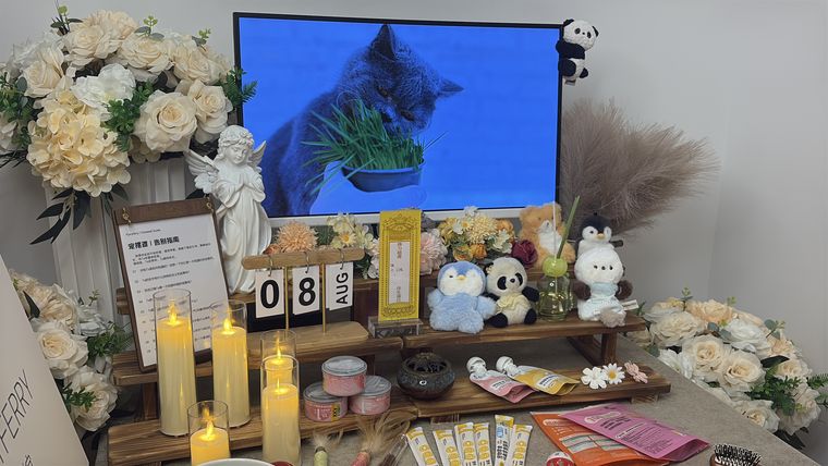 衢州宠物墓地怎么选：树葬、草葬与独立墓区的区别